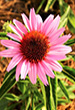 userimages
