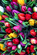 userimages