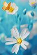 userimages