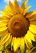 userimages
