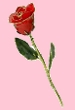 userimages